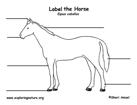 Anatomy Of A Horse Illustrated Guide To Body Parts