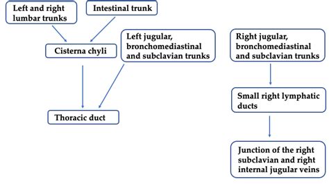 Lymphatic System Flow Chart