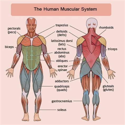 22 Best Anatomy Of Organs In Body Images On Pinterest Human Anatomy