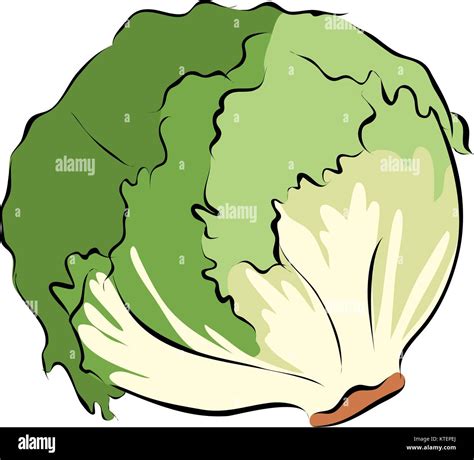 Dibujadas A Mano La Lechuga Verde Vector Imagen Vector De Stock Alamy