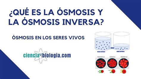 ¿qué Es La Ósmosis Y La ósmosis Inversa ¿cómo Funciona La ósmosis En