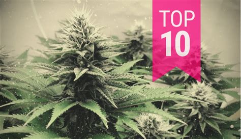 Discover The Top 10 Most Popular Cannabis Strains Of All Time