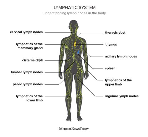 Lymph Nodes Diagram Neck