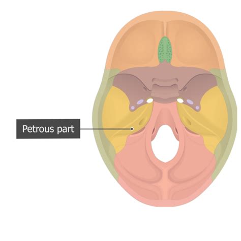 Squamous Portion Of Occipital Bone