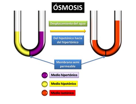 Fisiologia Basica Osmosis