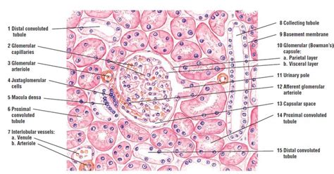 Kidney Histology Simple Cuboidal Epithelium Histology Slides Human