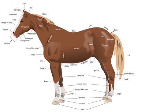 Anatomy Of The Horse Horse Courses Online