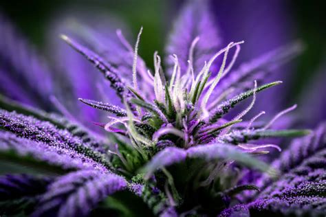 10 Best Looking Weed Strains Most Beautiful Cannabis