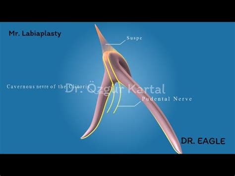 Anatomy Of The Clitoris For Labiaplasty Surgeries Nerve Of The