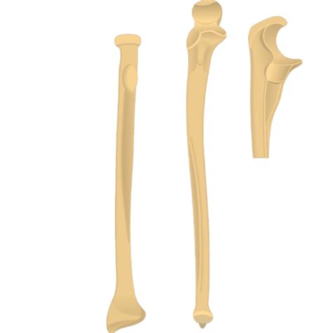 Radius And Ulna Bones Anatomy Anterior Markings