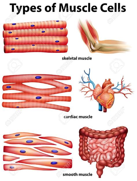 A Labeled Diagram Of A Striated Muscle Striated Beef Muscle A Labeled