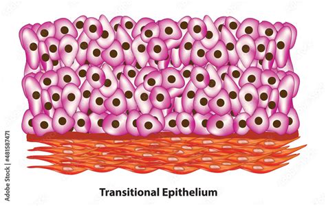 Transitional Epithelium Anatomy Of Epithelial Tissue Type Of