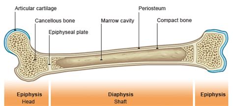 Where da represents the area of an infinitesimally small element, a is the total area of the cross section, and x and y are the. Wikipedia:Picture peer review/Bone cross-section - Wikipedia