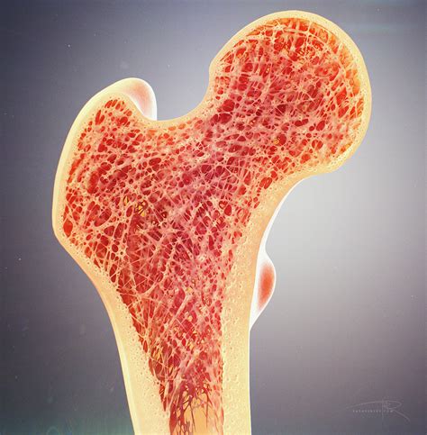 Where da represents the area of an infinitesimally small element, a is the total area of the cross section, and x and y are the. "Bone Cross Section" for Radius Digital Science on Behance