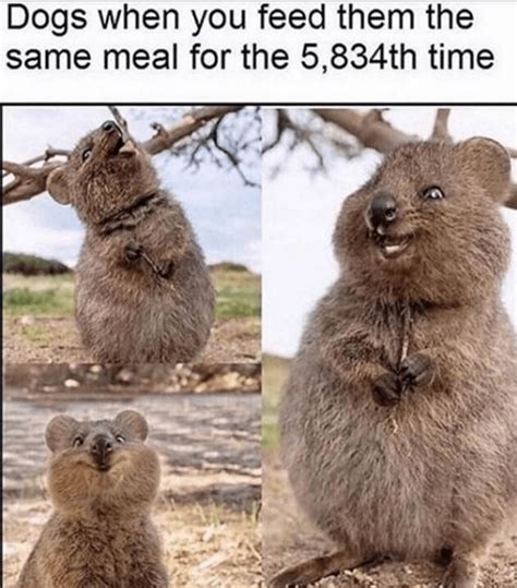 Få 20.000 endnu en cute quokka smiling stockvideo på 25 fps. "it's my lucky day!" - I Can Has Cheezburger?