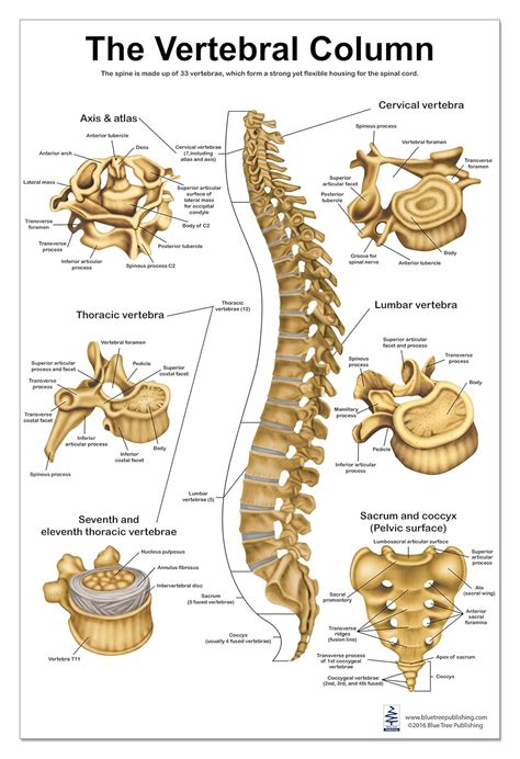 Diagram Of Vertebral Column With Labels