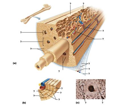 Microscopic Structure Of Compact Bone Diagram Diagram Quizlet