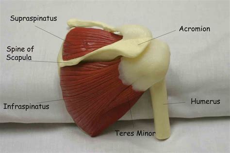 Musculoskeletal Exam Of Shoulder Orthopedic Occupational Therapy