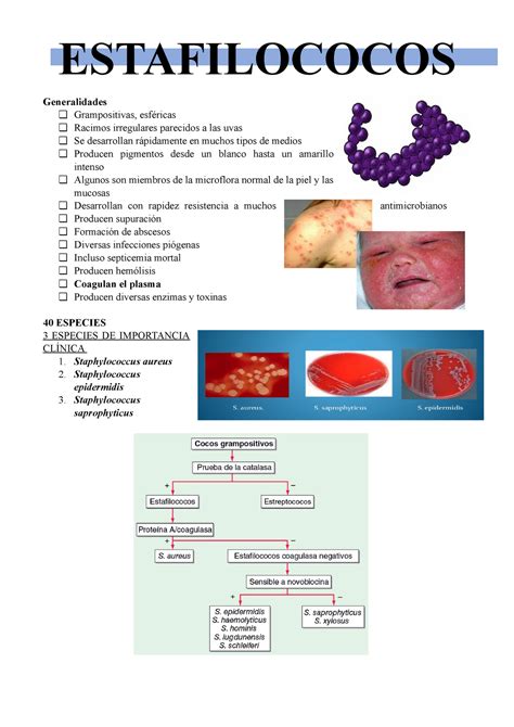 Estafilococos Microbiolog A Estafilococos Generalidades