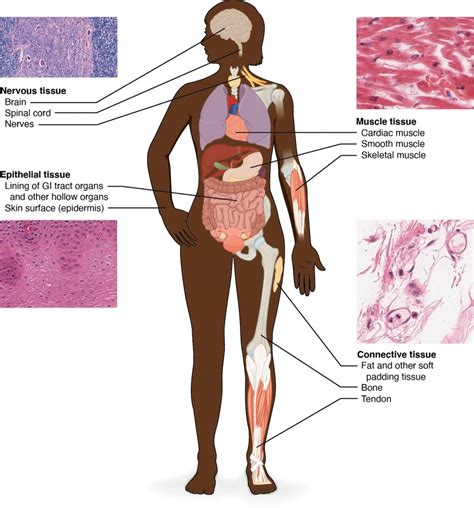 Human Body Tissues And Their Functions