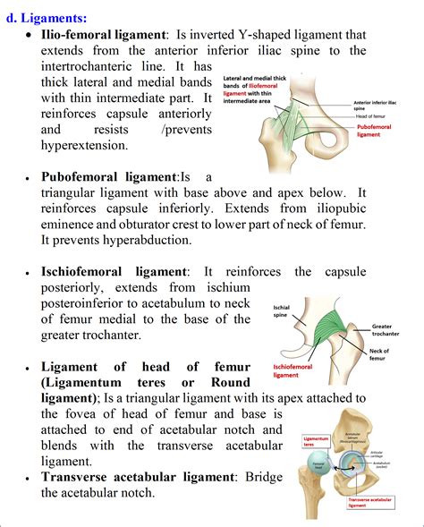 Hip Joint Anatomy Qa