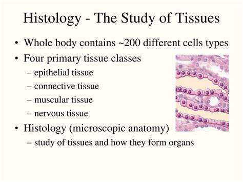 PPT Histology The Study Of Tissues PowerPoint Presentation Free