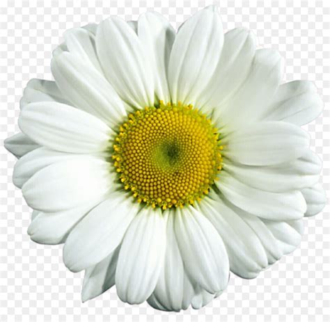 Maybe you would like to learn more about one of these? Library of daisy royalty free download no background png ...