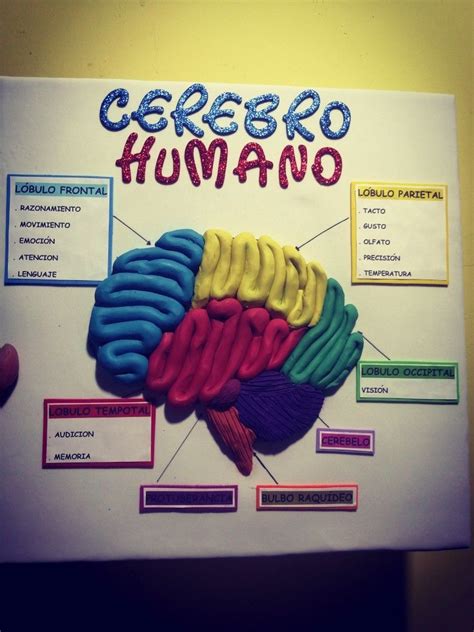 Maqueta Del Cerebro Humano Artofit