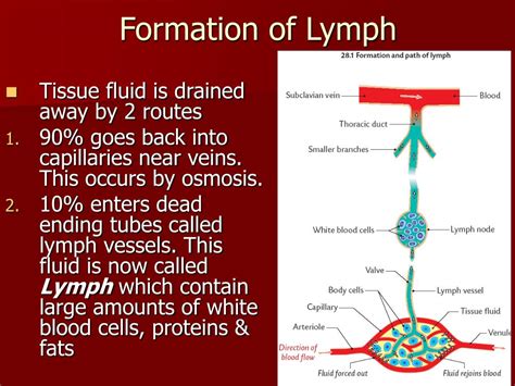 Ppt The Lymphatic System Powerpoint Presentation Free Download Id