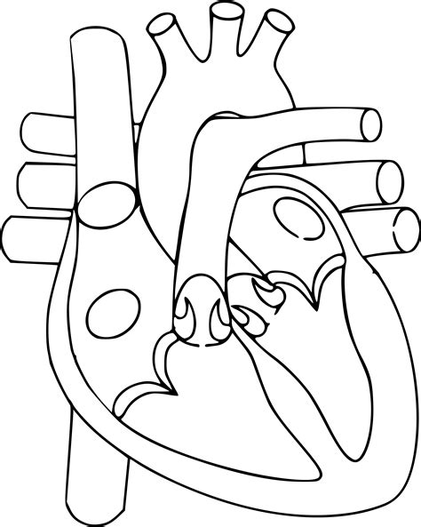 Svg Transparent Stock Human Heart Clipart Black And Clip Art Library