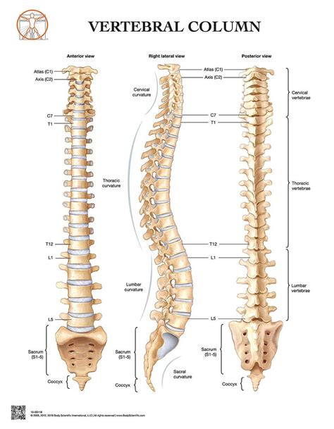 Vertebral Column Diagram Labeled