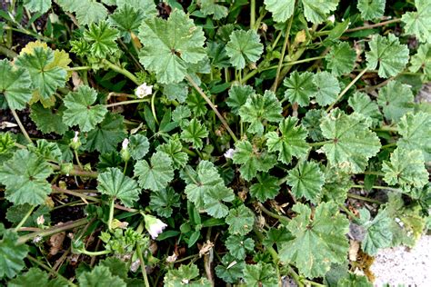 Button Weed Identification