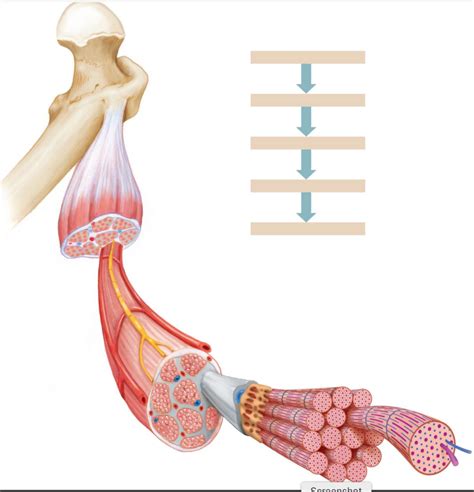 Muscle Structure Pt 1 Gross Anatomy Diagram Quizlet