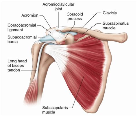 Shoulder Radiology Key