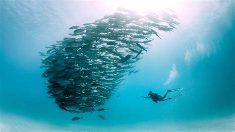 How To Responsibly Interact With Marine Life Condé Nast Traveler