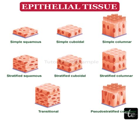 Epithelial Tissue Definition Javatpoint