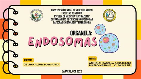 Endosomas Histología Isabella Adinolfi uDocz