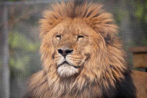 Visit African Lion A Zoo With African Lion • Paignton Zoo