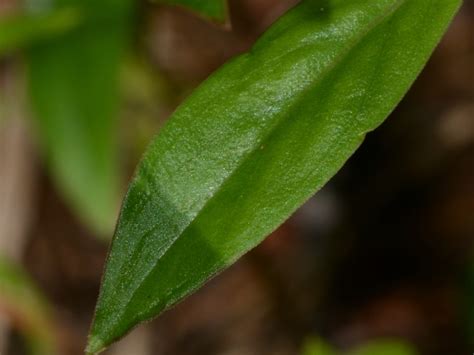 Virginia Buttonweed College Of Agriculture Forestry And Life