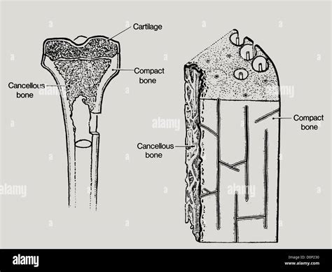 Compact Bone Hi Res Stock Photography And Images Alamy