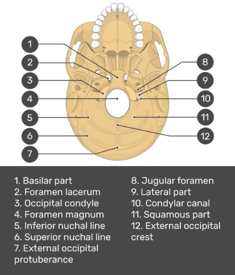 Occipital Bone Markings