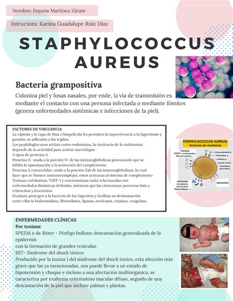 Infografía S Aureus Información recopilada STAPHYLOCOCCUS AUREUS