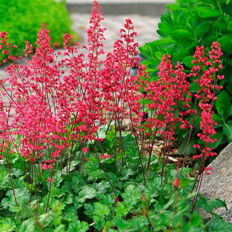 I have to grow mine in my shadiest borders. Five Full SUN & Five Full SHADE Perennials! - Outdoor ...