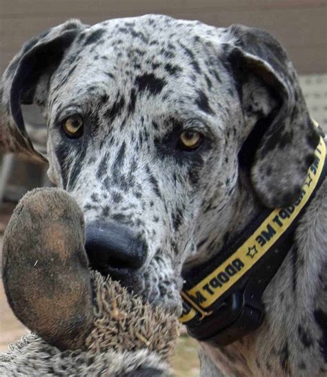 You will need to pay attention to the right diet for dane puppies as they need large breed puppy food to ensure they. Great Dane Rescue Az | PETSIDI