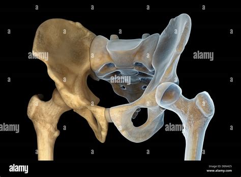 Anatomy Of Hip And Pelvis