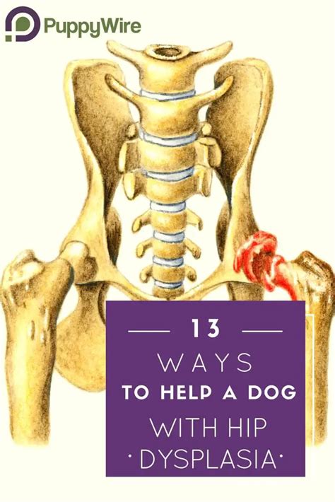 How To Help A Dog With Hip Dysplasia 13 Different Ways