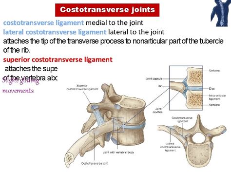 Joints Of The Vertebral Column Spine By Sara