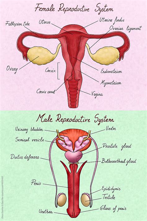 Draw A Neat Labelled Diagram Of Male And Female Reproductive System Of