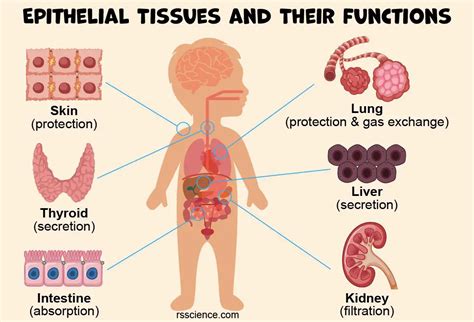 Epithelium Definition Characteristics Cell Structures Types And