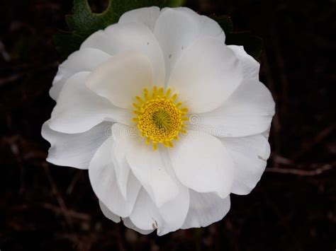 Mount Cook Lily Stock Image Image Of Lily Zealand Spring 49002123